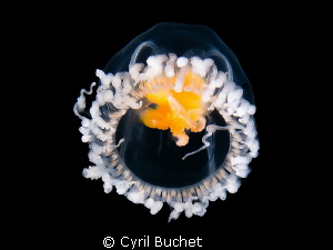 Very small jellyfish (don't know the name)
Shot taken wi... by Cyril Buchet 